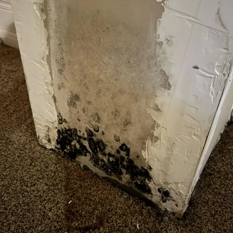 Professional Mold Removal in Rochester, PA